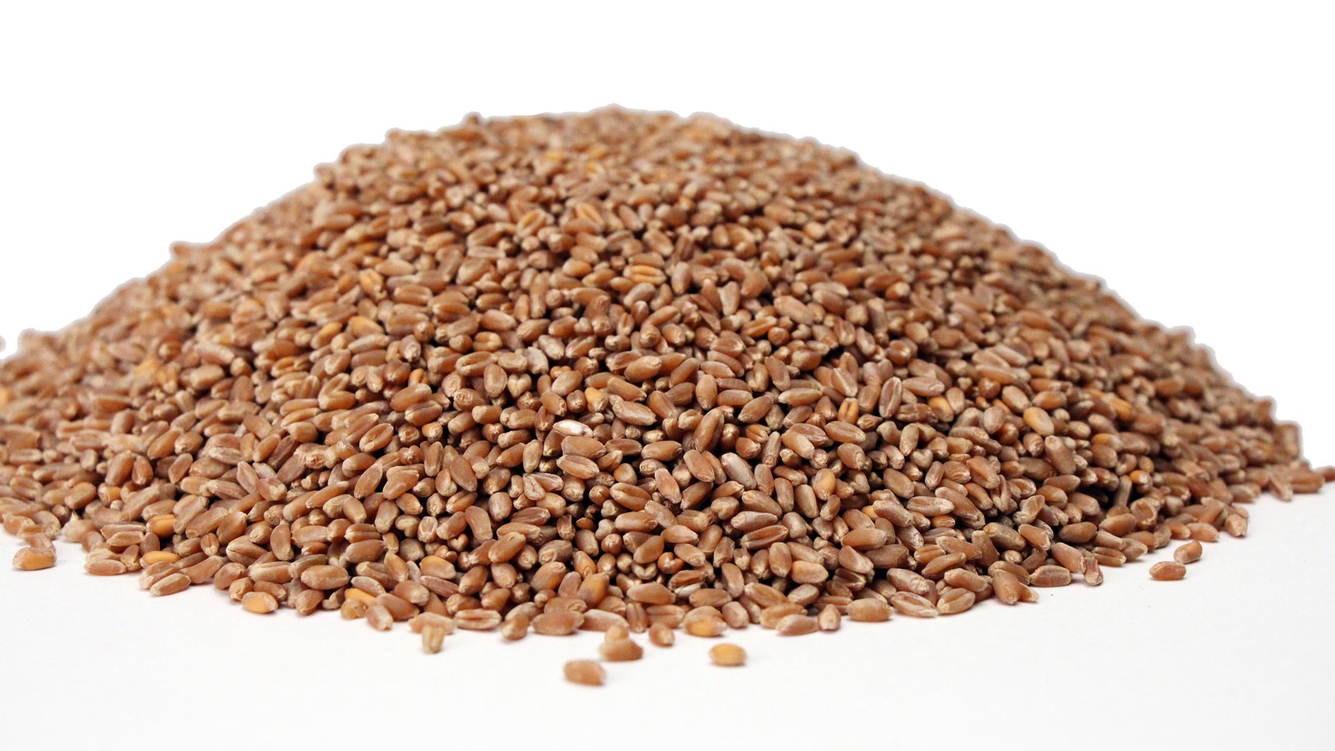 Red Winter Wheat Berries - MycoDepot.com