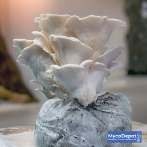 Mushroom Grow Kits - Myco Depo - Mycology Supply Warehouse