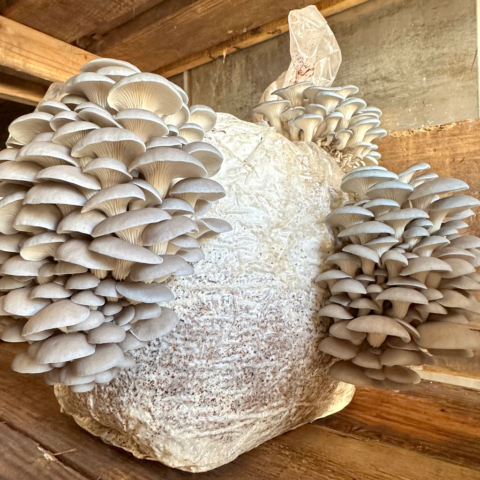 mushroom-growing-01-1024sq