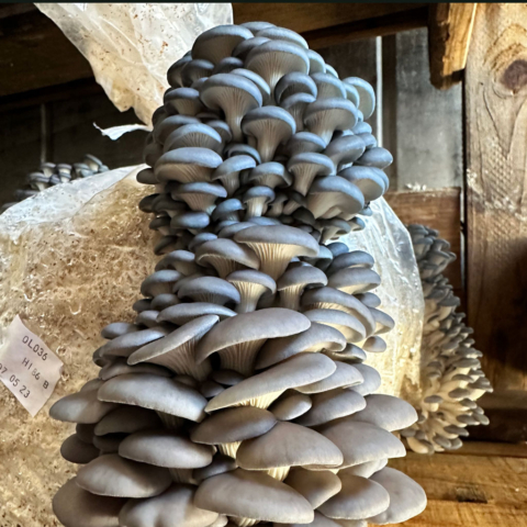 mushroom-growing-02-1024sq
