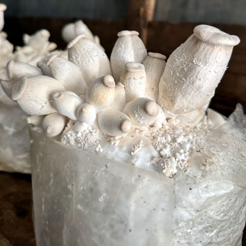 mushroom-growing-03-1024sq