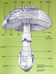Mushroom Identification diagram - Myco Depot