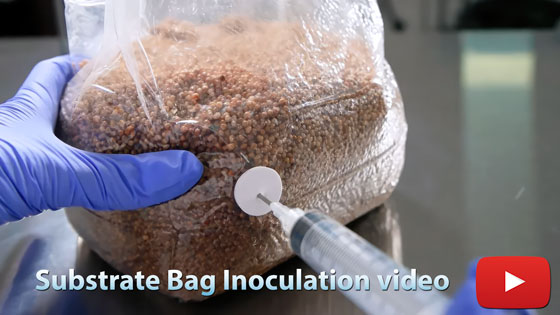 Substrate Bag Inoculation Video - Myco Depot - Mycology Supply Warehouse