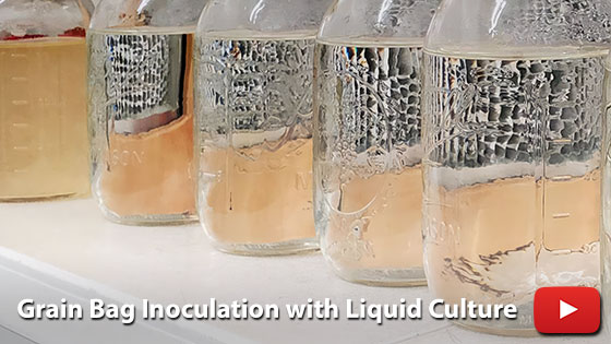 Grain Bag Inoculation with Liquid Culture - Myco Depot - Mycology Supply Wawrehouse