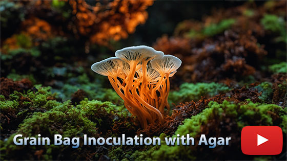 Grain Bag Inoculation with Agar - Myco Depot - Mycology Supply Warehouse