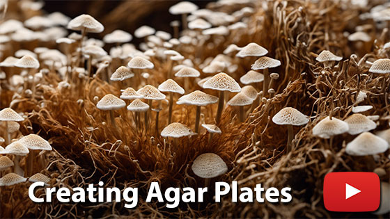 Creating Agar Plates - How to Grow Mushrooms videos - Myco Depot - Mycology Supply Warehouse