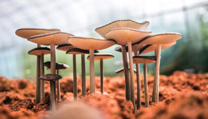The Benefits To Growing Your Own Mushrooms - Myco Depot - Mycology Warehouse