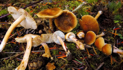 Photo by Rand Workman (Ranmofod) for Mushroom Observer