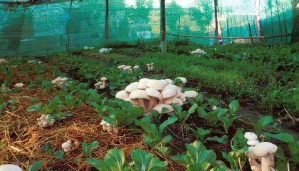 Managing Outdoor Mushroom Beds - Myco Depot - Mycology Supply Warehouse