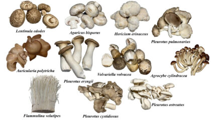 Mushrooms and Biotransformation - using fungi to clean the environment - Myco Depot - Mycology Supply Warehouse