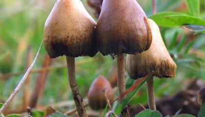 Mushrooms is being