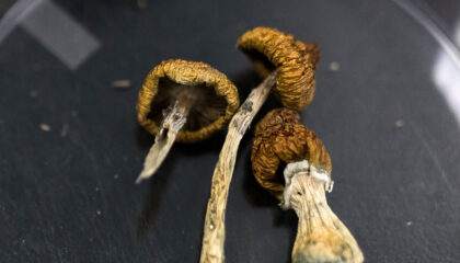 Psilocybin, Helping With Depression and Anxiety - Myco Depot - Mycology Supply Warehouse