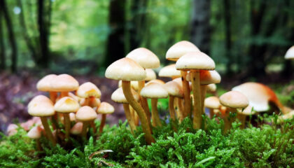 12 Reasons Why You Should Grow Your Mushrooms At Home - Myco Depot - Mycology Supply Warehouse
