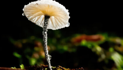 What are the ideal moisture levels in substrate for growing mushrooms?
