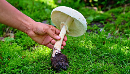 Mushroom Identification & Classification: mushroom morphology with Myco Depot