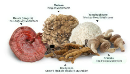 Medicinal Mushroom chart from Myco Depot, Mycology Supply Warehouse