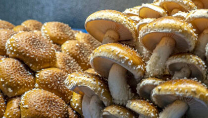 Mushroom Conservation: What is it? Why is it important?