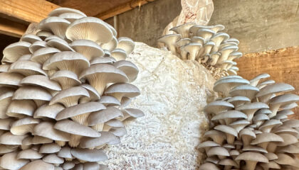 10 things to know before you start growing mushrooms