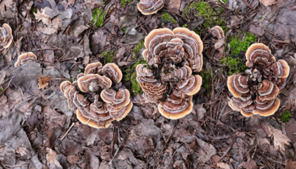 Incredible Health Benefits of Turkey Tail Mushrooms - Myco Depot - Mycology Supply Warehouse